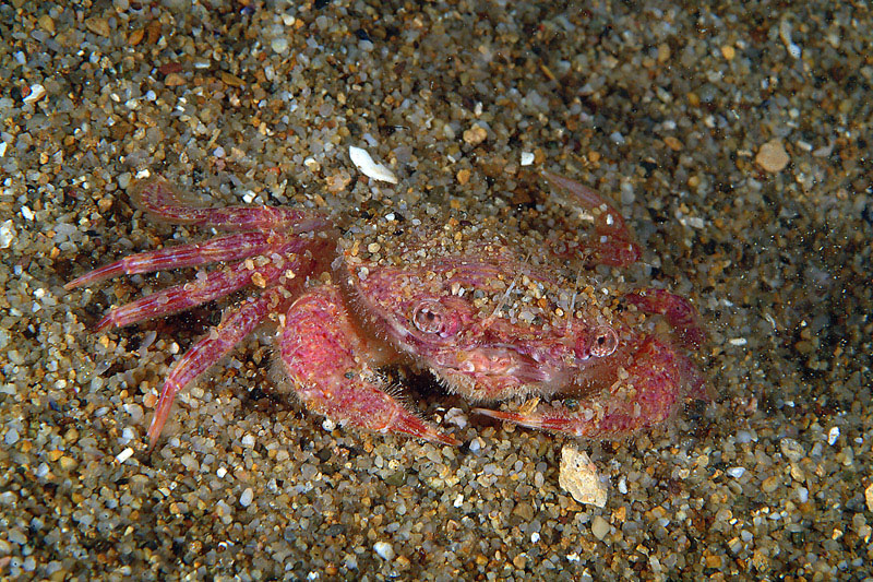 Liocarcinus corrugatus